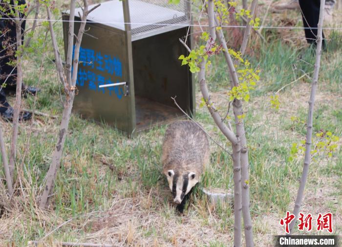 圖為西寧野生動物園救護的狗獾在西寧市放歸大自然?！●R銘言 攝