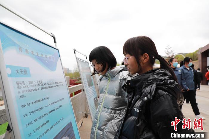 圖為學(xué)生通過展板了解青海常見鳥類。　馬銘言 攝