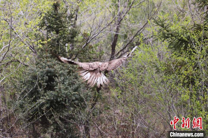 圖為西寧野生動物園救護的大鵟在西寧市放歸大自然?！●R銘言 攝