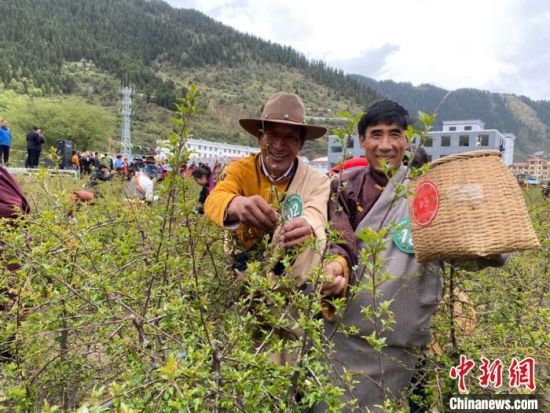 圖為當(dāng)?shù)剞r(nóng)牧民進(jìn)行藏雪茶采摘比賽?！⊥鮿x 攝