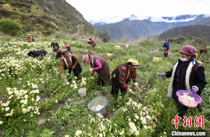 “落戶”黑水的杭白菊。桐鄉(xiāng)市宣傳部提供