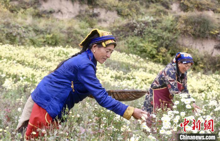 黑水村民在采摘杭白菊。桐鄉(xiāng)市宣傳部提供