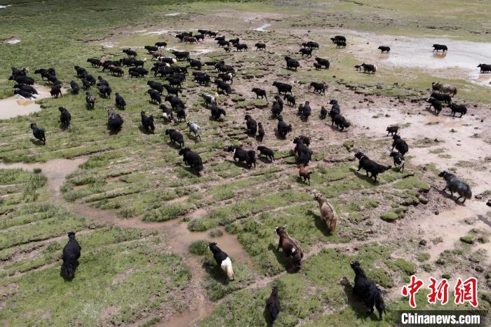 近年來，那曲市班戈縣推行村級牧業(yè)經(jīng)濟(jì)合作社，牧民們將牛羊及草場作為股份加入合作社，部分牧民開始從事旅游服務(wù)、服裝加工及運(yùn)輸?shù)刃袠I(yè)，收入逐年提高。圖為8月3日，班戈縣的牦牛群在一片草原濕地中覓食(資料圖)?！〗w波 攝