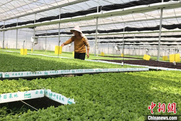 圖為會澤現(xiàn)代化農(nóng)業(yè)產(chǎn)業(yè)扶貧基地內(nèi)，貧困戶成為了產(chǎn)業(yè)工人?！】姵?攝