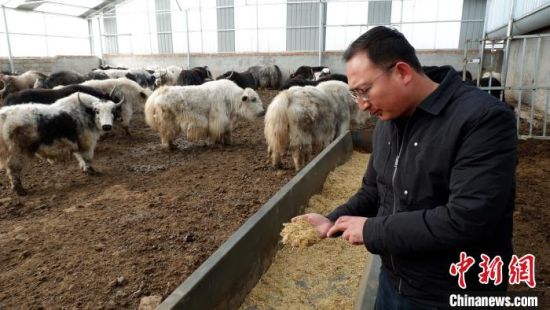 圖為馬金山介紹飼料配比。　李雋　攝