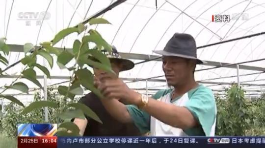 種蘑菇、養(yǎng)駱駝...。。特色產(chǎn)業(yè)助力鄉(xiāng)村振興走新路