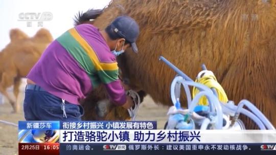 種蘑菇、養(yǎng)駱駝...。。特色產(chǎn)業(yè)助力鄉(xiāng)村振興走新路