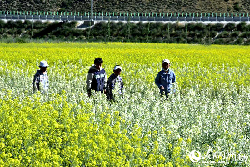 小孩在油菜花田嬉戲。人民網(wǎng) 李海霞攝