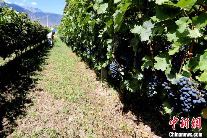 昌都芒康縣依托“兩江流域”干熱河谷地帶地理優(yōu)勢將康巴蜜橘、蘋果、甜石榴、葡萄、蜜桃等經(jīng)濟(jì)林木種植?！〔际忻⒖悼h委宣傳部供圖