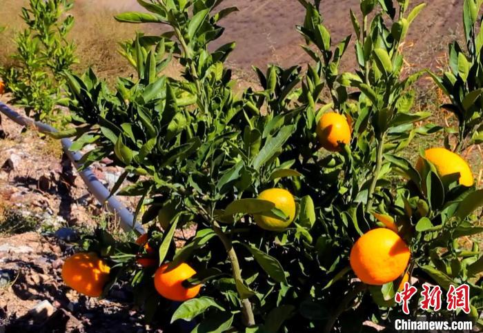 昌都芒康縣依托“兩江流域”干熱河谷地帶地理優(yōu)勢將康巴蜜橘、蘋果、甜石榴、葡萄、蜜桃等經(jīng)濟(jì)林木種植。　昌都市芒康縣委宣傳部供圖