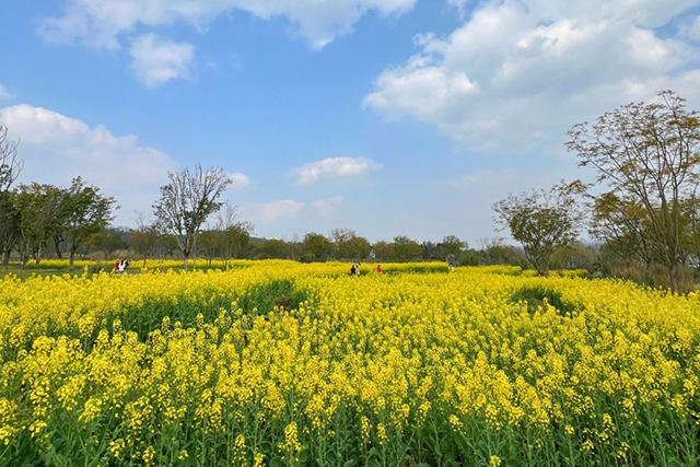 每到油菜花季，就有市民相約到重慶廣陽島上踏青賞花。鄒樂攝
