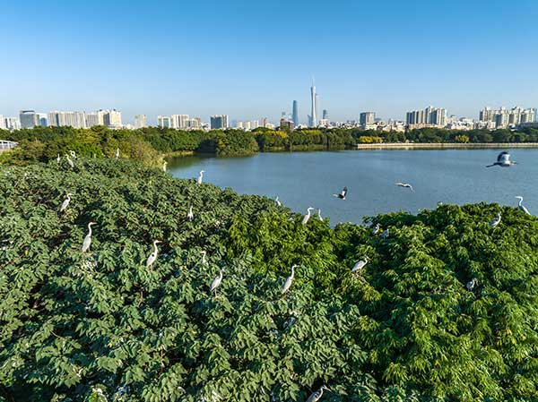 廣州海珠國家濕地公園一角。公園供圖
