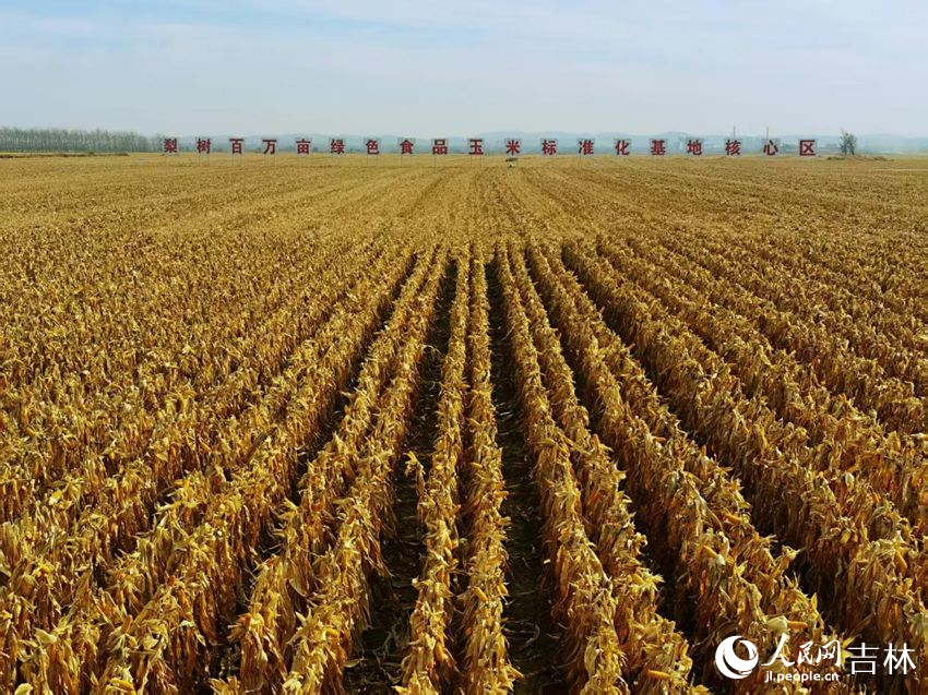 吉林黑土地上糧滿倉（資料圖片）。人民網(wǎng)記者 王海躍攝