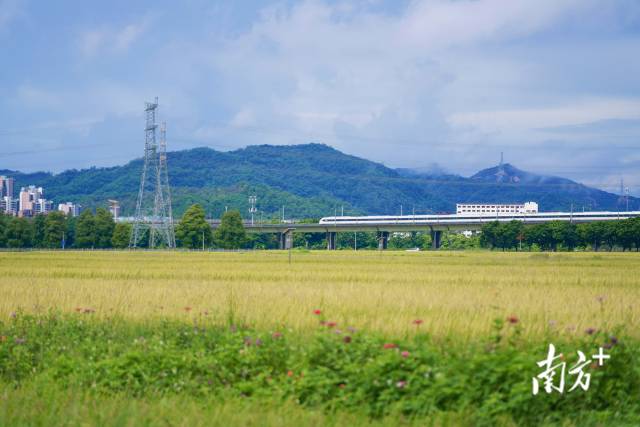 高鐵掠過(guò)崖口村稻田。