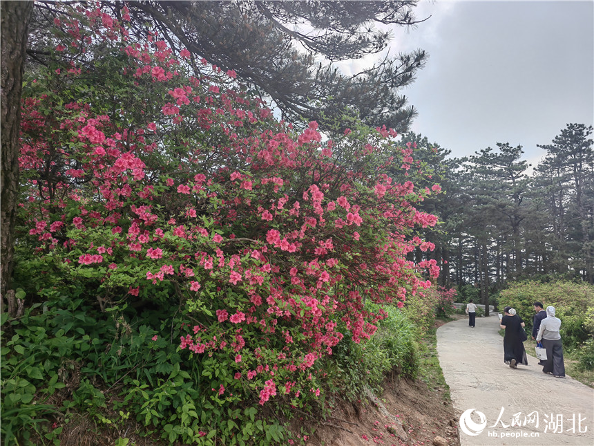 龜峰山頂目前還有部分杜鵑在開放，像站好春天“最后一班崗”。人民網(wǎng)記者 郭婷婷攝