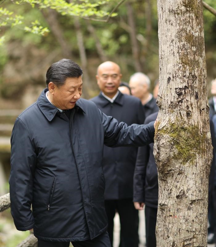 2020年4月20日，中共中央總書記、國家主席、中央軍委主席習(xí)近平在陜西考察調(diào)研。這是習(xí)近平在位于商洛市柞水縣的秦嶺牛背梁國家級自然保護(hù)區(qū)，考察秦嶺生態(tài)保護(hù)情況。 新華社記者 鞠鵬 攝
