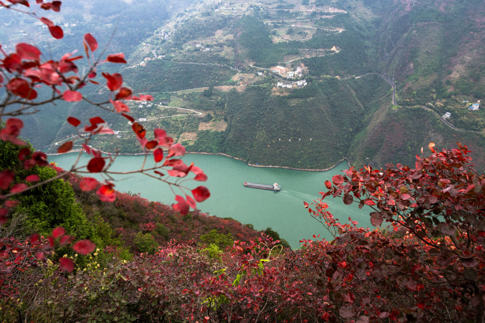 船舶行駛在紅葉掩映下的長(zhǎng)江三峽重慶市巫山縣水域（2023年11月30日攝）。新華社記者 肖藝九 攝