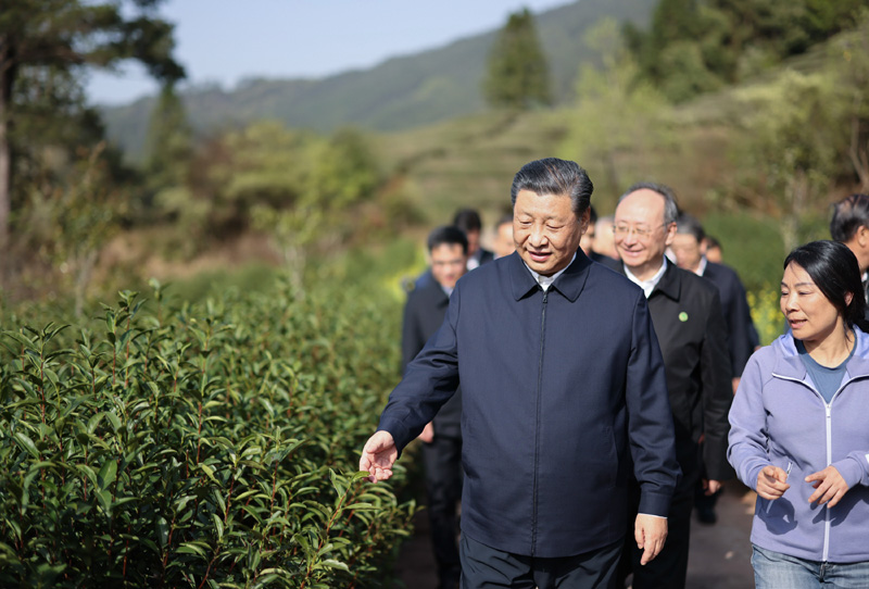 2021年3月22日下午，習(xí)近平在福建省南平市武夷山市星村鎮(zhèn)燕子窠生態(tài)茶園，察看春茶長(zhǎng)勢(shì)，了解當(dāng)?shù)夭璁a(chǎn)業(yè)發(fā)展情況。