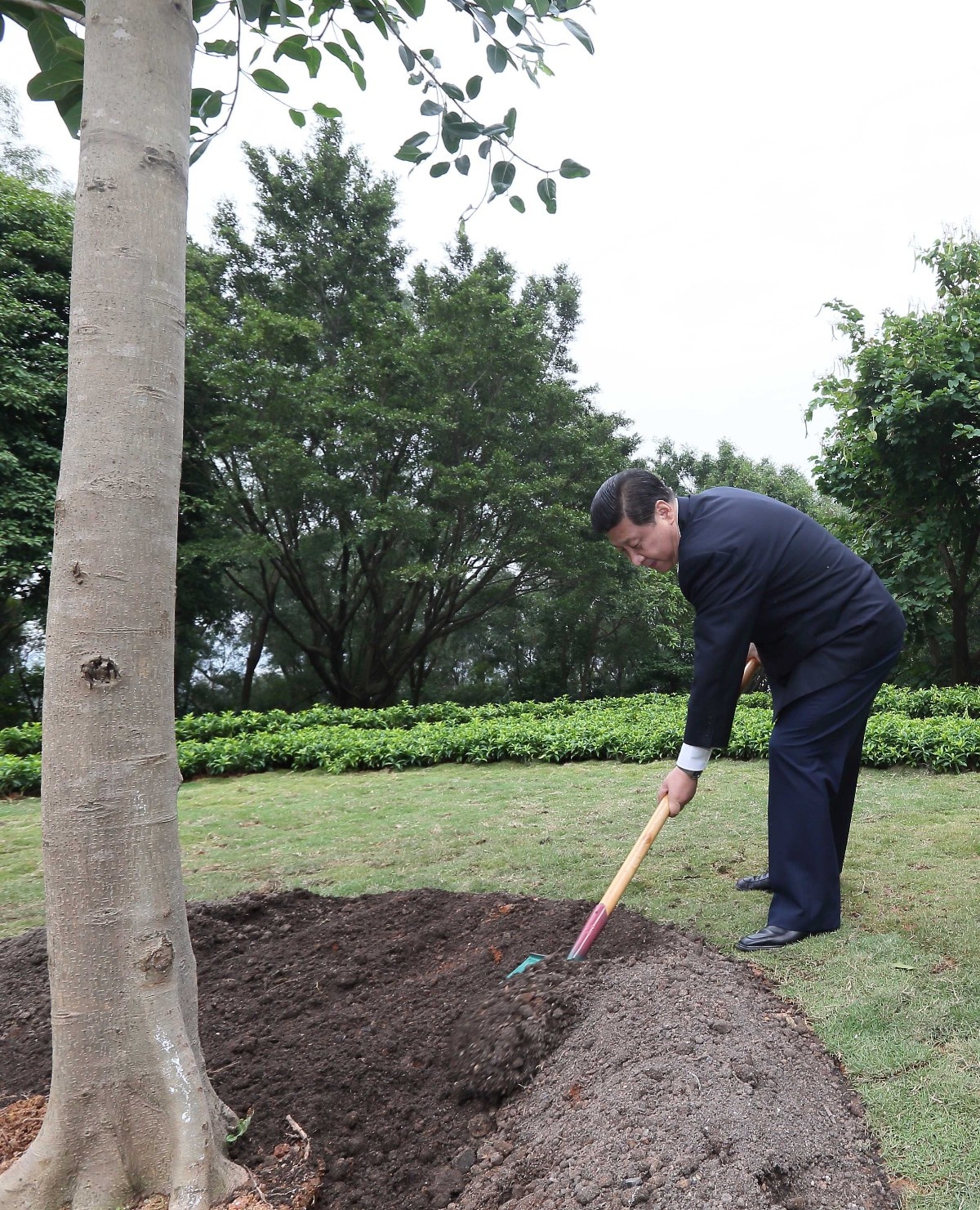 2012年12月8日，習(xí)近平在深圳蓮花山公園種下一棵高山榕樹(shù)。