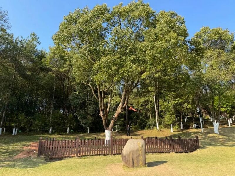 習近平同志為福建省長汀縣水土保持科教園捐種的香樟樹。圖源：學習時報
