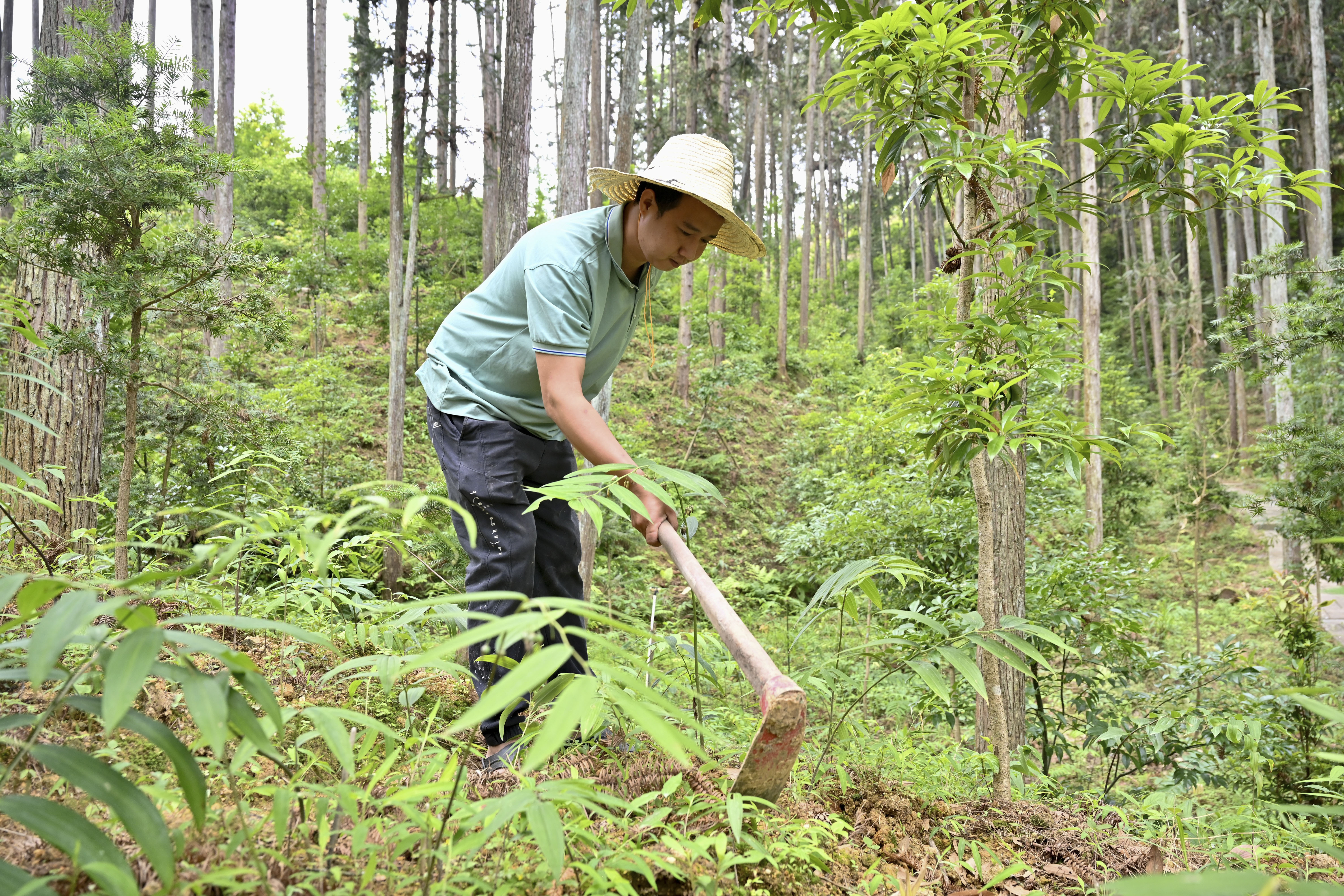 2024年5月9日，福建省三明市馬巖林下經(jīng)濟種植示范基地工人在管理林下種植的多花黃精。