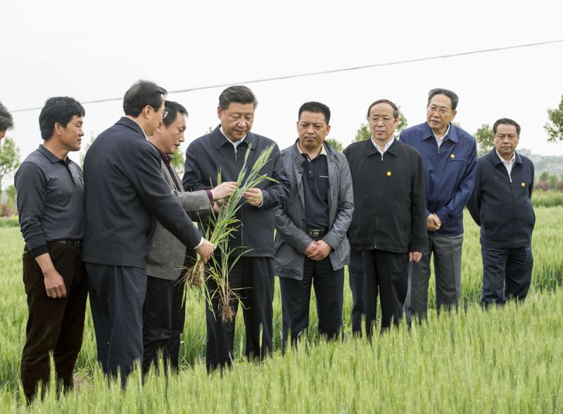 2016年4月25日下午，習(xí)近平在安徽滁州市鳳陽縣小崗村察看小麥長(zhǎng)勢(shì)。左一為種糧大戶程夕兵。新華社記者 李學(xué)仁 攝