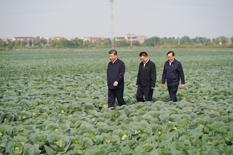 2024年11月5日，習(xí)近平總書記在湖北嘉魚潘家灣鎮(zhèn)十里蔬菜長(zhǎng)廊考察。