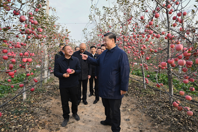 2022年10月26日，習(xí)近平總書記在陜西省延安市安塞區(qū)高橋鎮(zhèn)南溝村的蘋果園里同老鄉(xiāng)們親切交流。