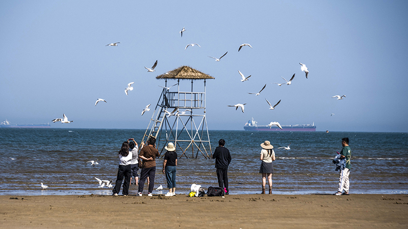 2024年5月12日，河北秦皇島，北戴河鴿子窩公園成群海鷗在天空中自由翱翔，與大海、藍天構(gòu)成了一幅美麗的畫卷。