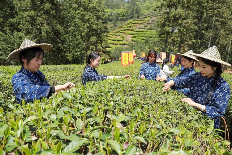 2025年4月13日，福建武夷山市星村鎮(zhèn)朝陽村茶農(nóng)在生態(tài)茶園展示采茶。新華社發(fā)（邱汝泉 攝）