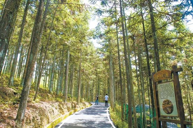 福建周寧縣黃振芳家庭林場。（圖源：央視新聞）