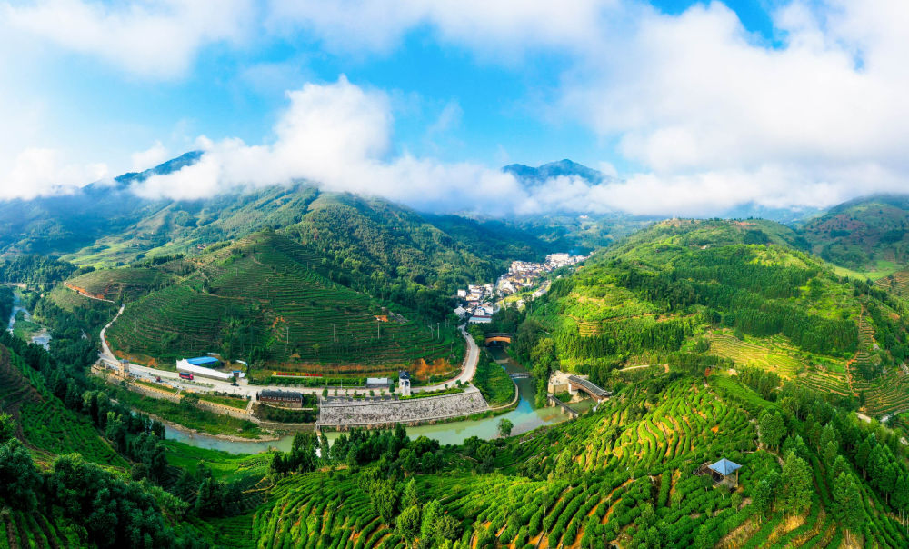 2019年9月7日拍攝的坦洋村及周邊茶園。