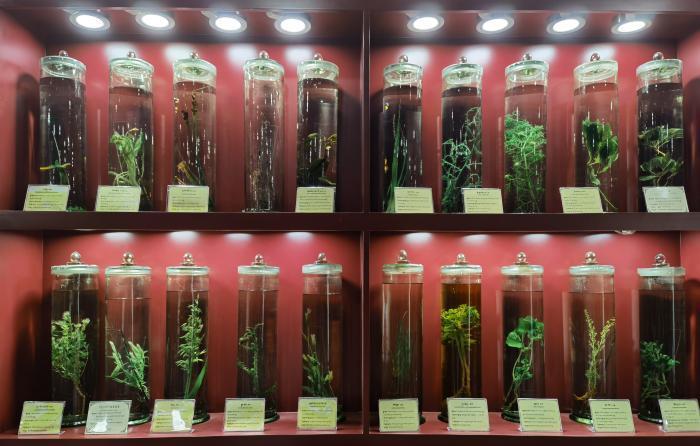 圖為藏藥藥材標(biāo)本。??張海? ?.jpg