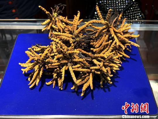 圖為冬蟲夏草。　孫睿 攝