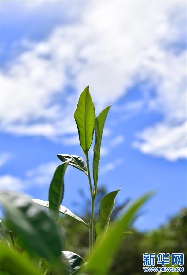 (新華視界)(4)茶香墨脫