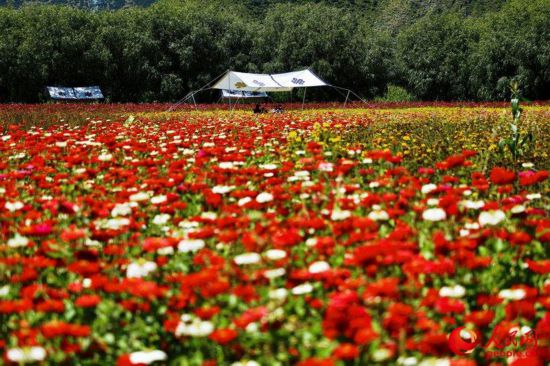 姆朵花海。次仁羅布 攝