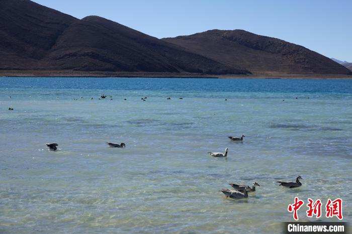 圖為過冬的候鳥在羊湖游弋?！∪轿木?攝