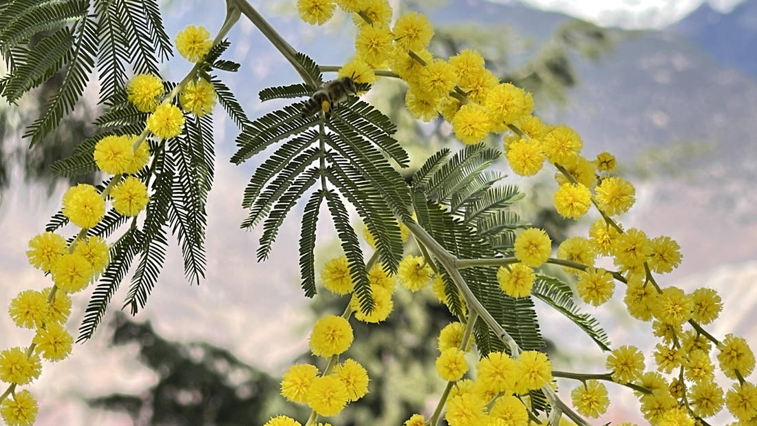 蜜蜂在金合歡花枝上休憩。
