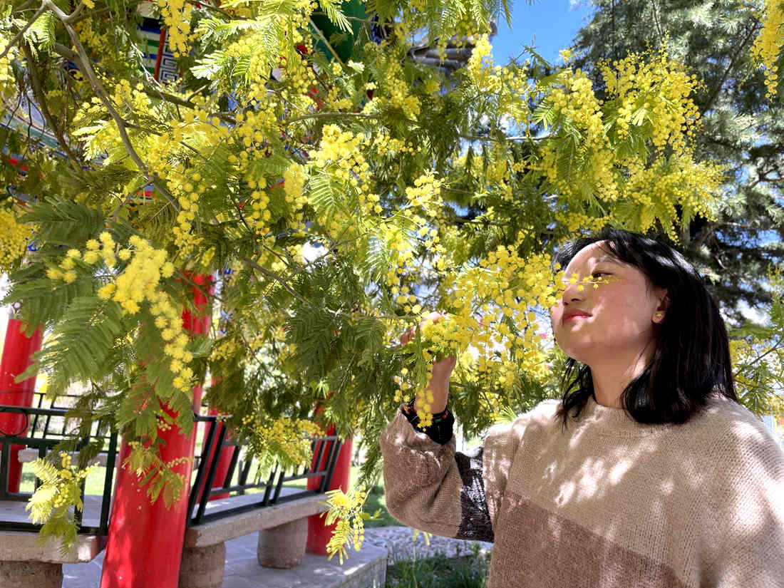 游客仔細(xì)觀(guān)賞黃絨絨的金合歡花。