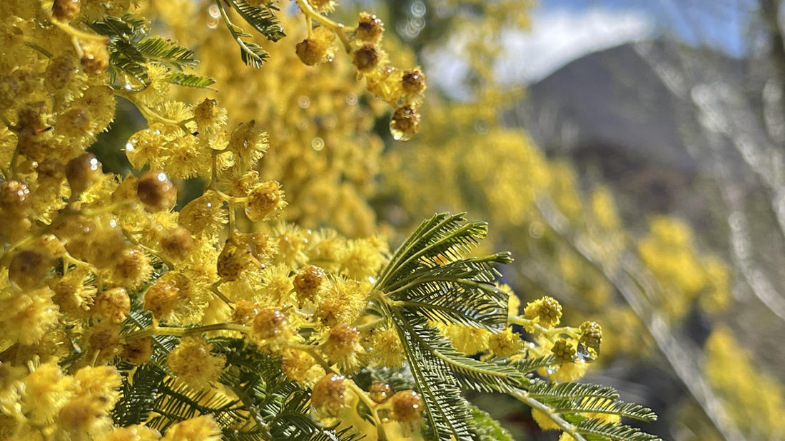 清晨帶著露珠的金合歡花。