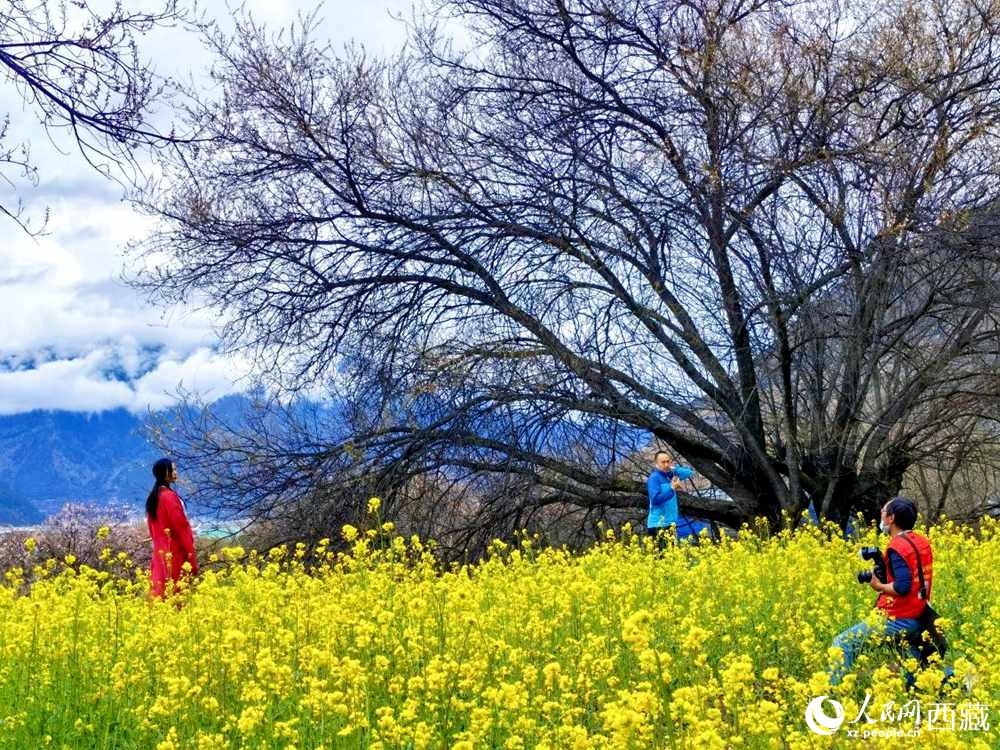 游客在桃花下拍照留念。人民網(wǎng) 李海霞攝