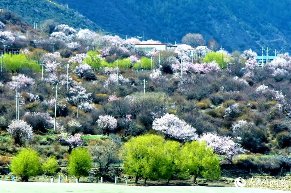 村莊掩映在桃花林中。人民網(wǎng) 李海霞攝
