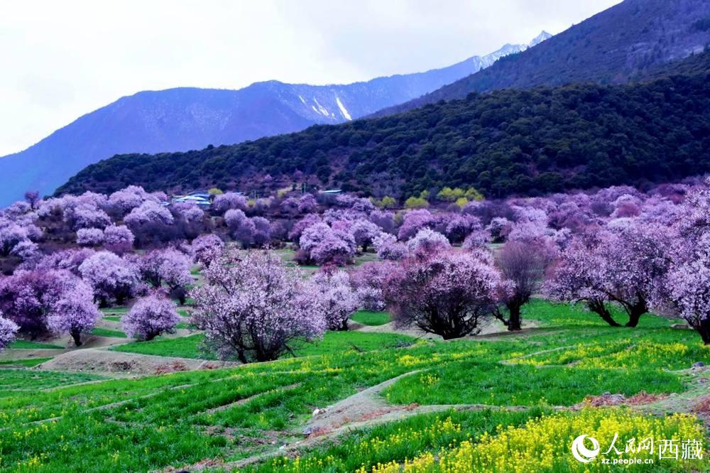 一樹樹野桃花開得正艷。人民網(wǎng) 李海霞攝
