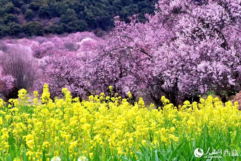 桃花與油菜花交相輝映。人民網(wǎng) 李海霞攝