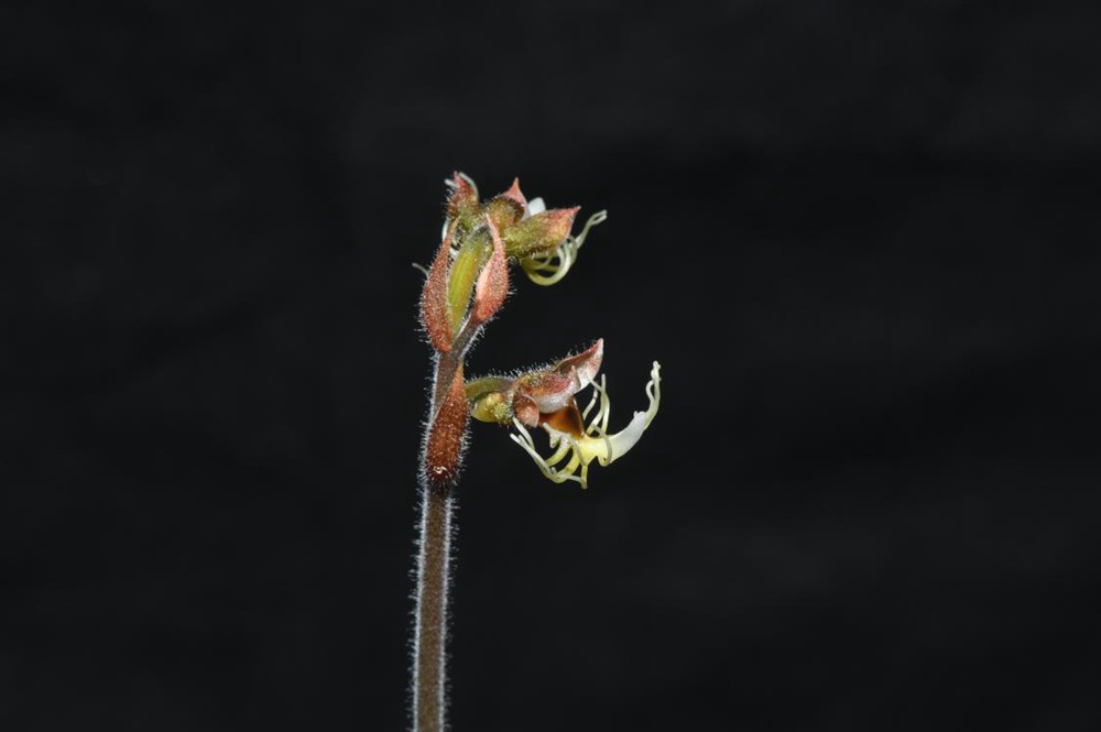 墨脫金線蘭。金效華攝