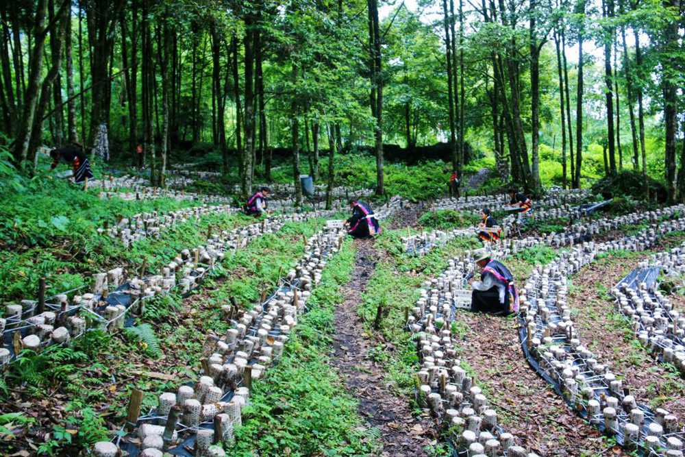 木耳種植基地。次仁央宗攝