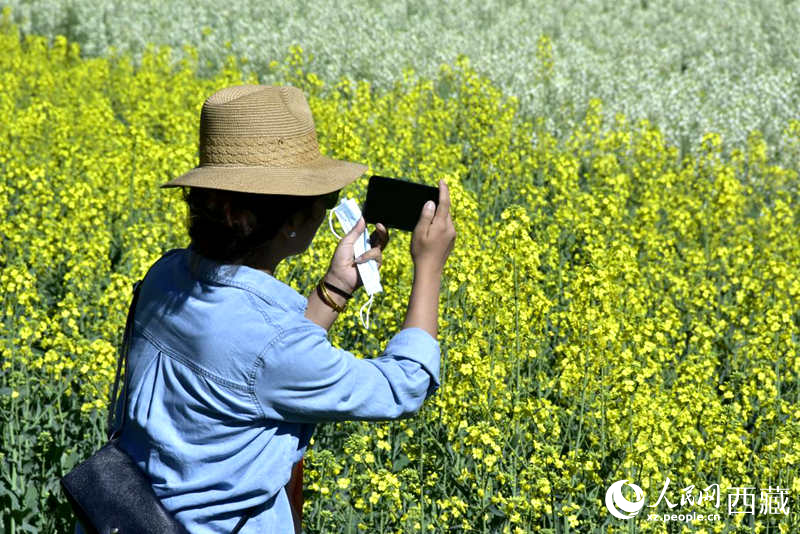 大片油菜花吸引游客到來(lái)。人民網(wǎng) 李海霞攝