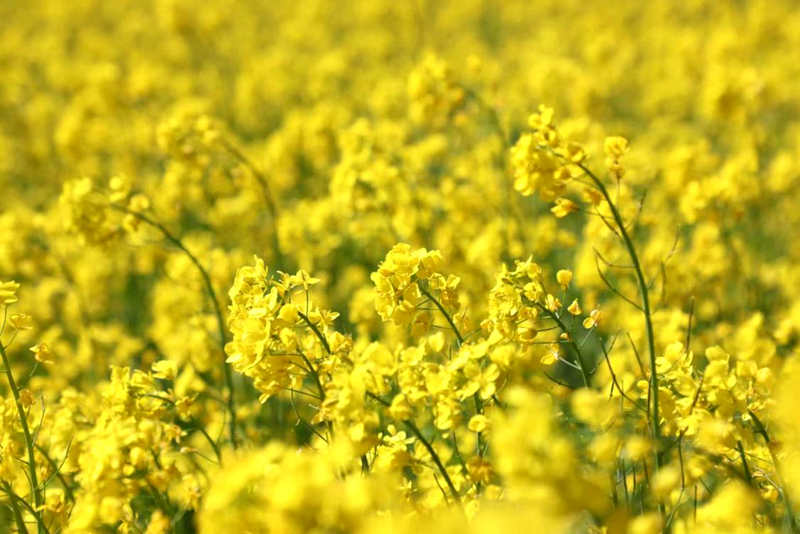 油菜花盛開(kāi)。洛克攝