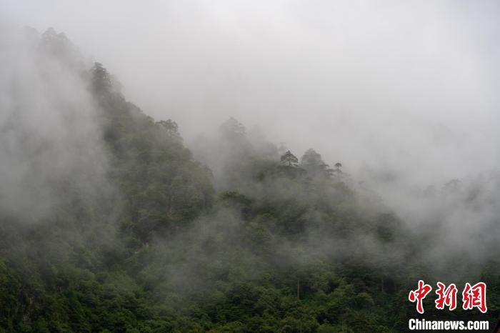 雨后勒布溝的云霧?！〗w波 攝
