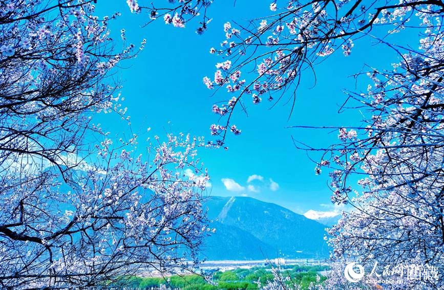 藍(lán)天與桃花相映成趣。 人民網(wǎng) 李海霞攝